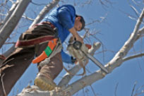 Find Tree Surgeons to Trim a Tree in the UK