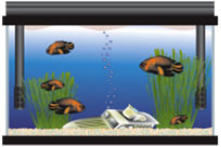 Find Cheap Fish Tanks and Aquarium Supplies