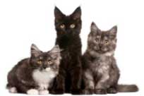 Find Lancaster Catteries