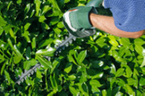 Find Wisbech Hedge Cutting