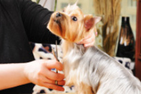 Find Yeovil Mobile Dog Grooming