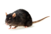 Find Redditch Rat Catchers