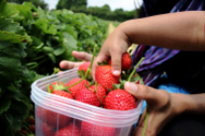 Find Derby Strawberry Picking