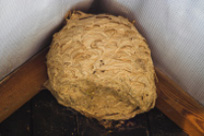 Wasp Nest Removal