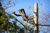 Find Airdrie Tree Surgeons